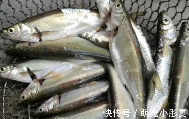 堪称中国最好吃的5种鱼类,若你全都吃过,请允许我叫你声好汉!
