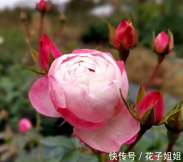 美味|那些名字很美味的月季 秀色可餐 吃货的福音!