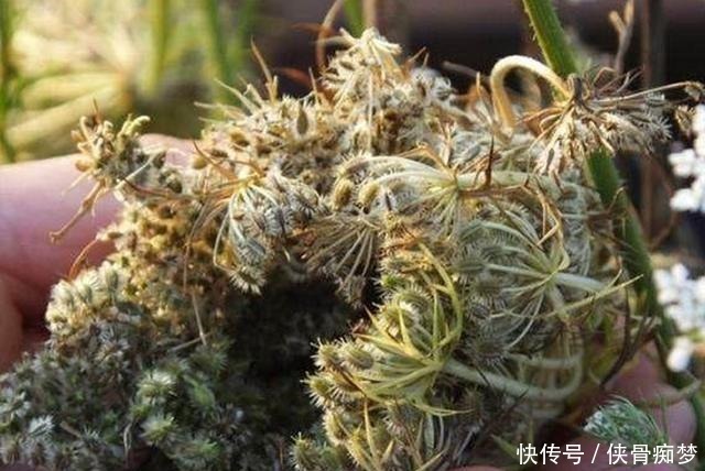 蛇床|如果它刚好长在你家地旁,请记得采摘草籽,有价值,并且很珍贵