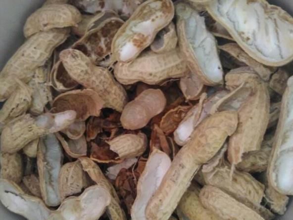 6月养兰花,多用“一种壳”,20天后蹿花苞,开一次爆一次