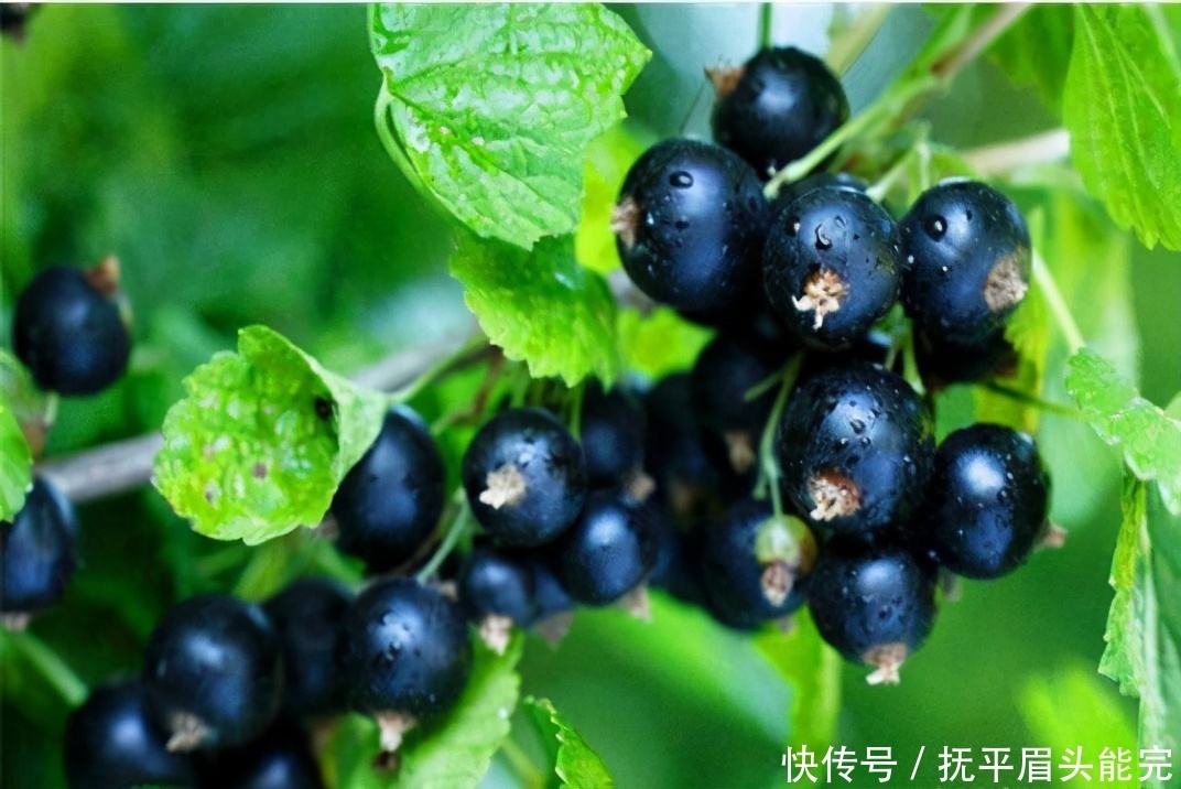  排毒|想长寿先排毒，建议吃的食物，排毒燃脂，润肠通便，预防衰老