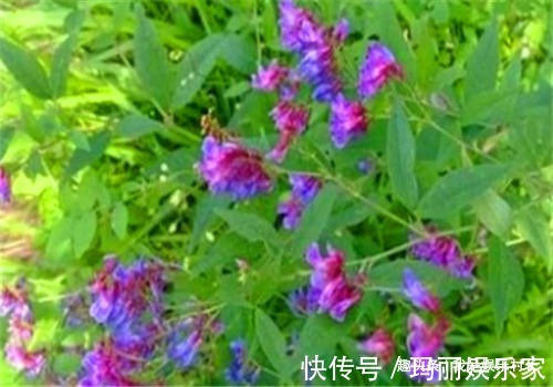 歪头菜|女性推荐常吃4种食物，排出毒素，调理月经，预防子宫早衰