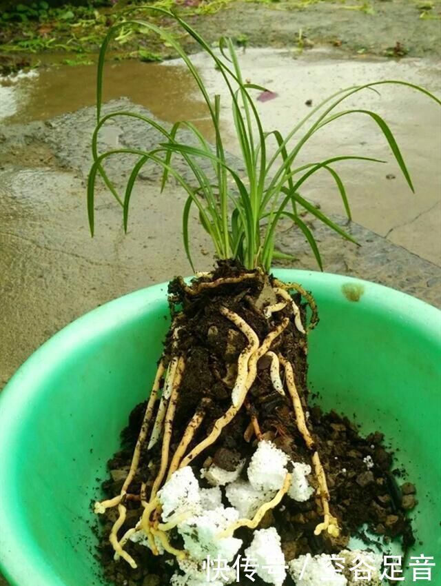 烂根|养兰花,盆底垫上5种材料,根系长得好,不烂根不黄叶