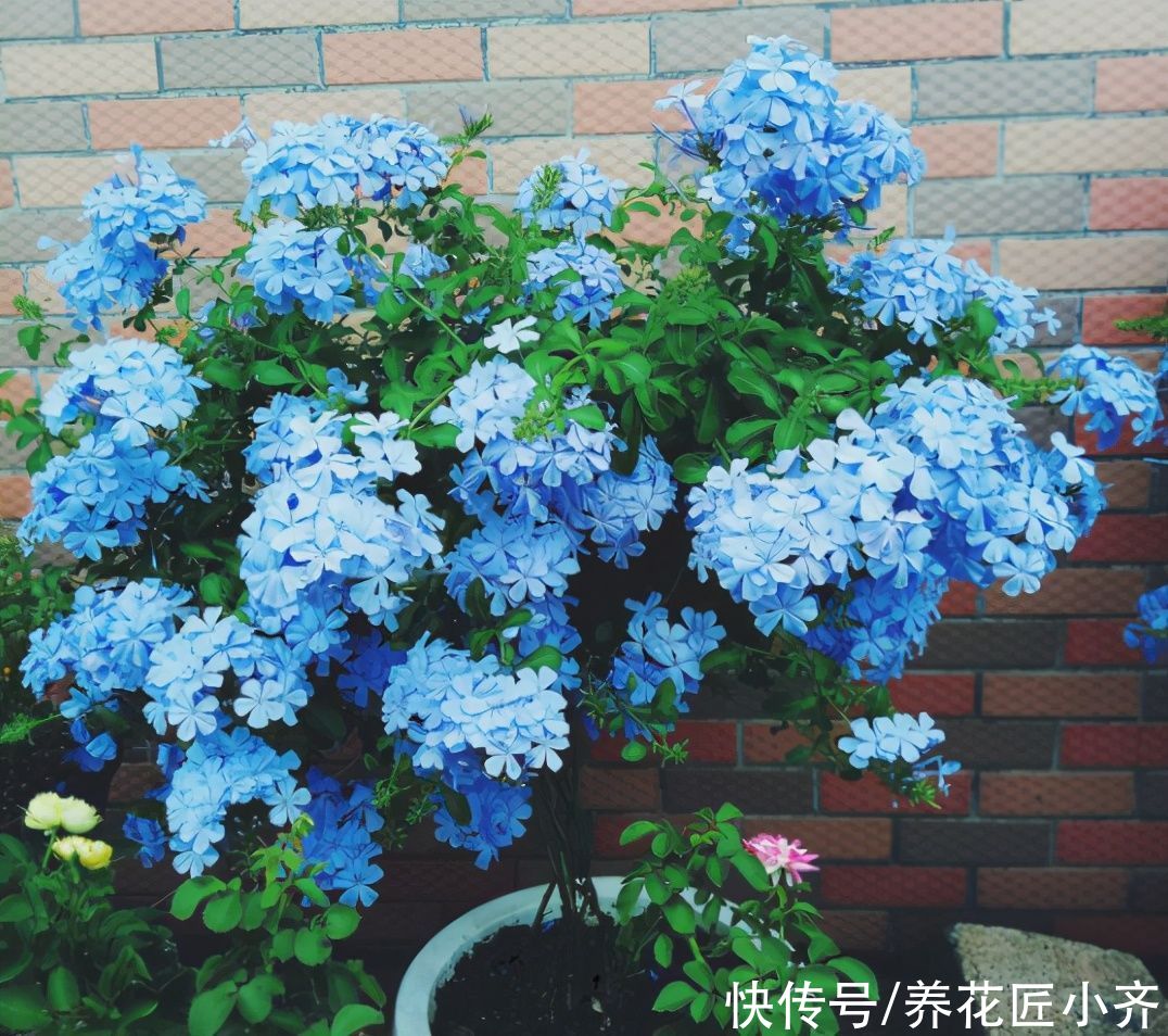 5月蓝雪花不开花，做好“一剪二足”，开满蓝色花，持续开到秋季