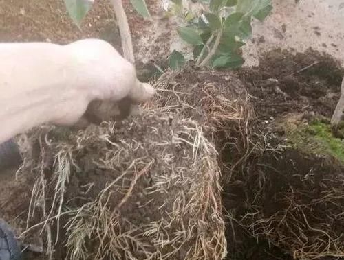 植物|养花养叶先养根掌握4个'壮根'小窍门，啥植物都能越养越好