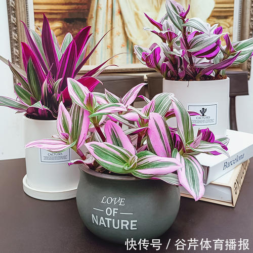 5种漂亮的花,适合养在家里,好养又吉祥,光照少一些也能长得好