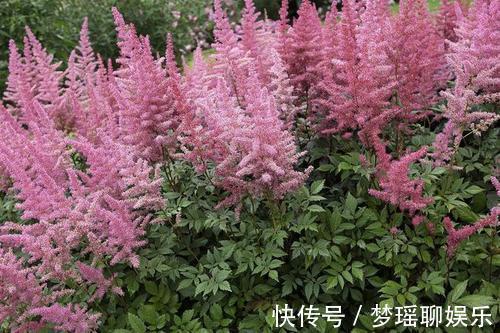 漂亮|此花开花漂亮,好养又浪漫,养一盆年年有花赏