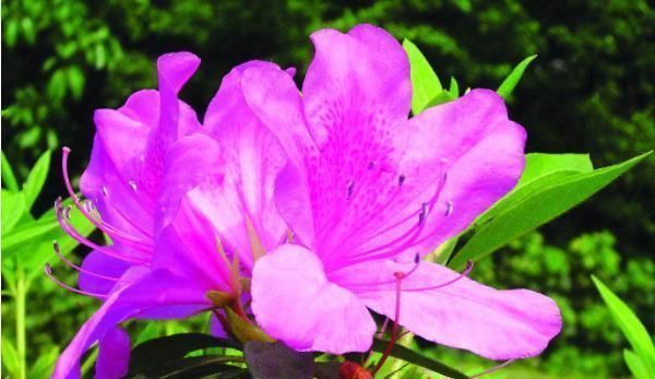 假话!俗话说:事莫做绝,话莫说尽,想要命中带福,别说4句话!