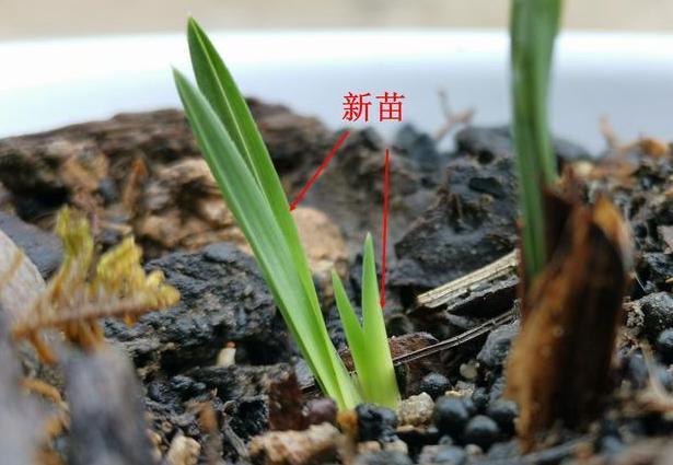 困恼盆栽兰花遭遇茎腐病这样预防、治疗,新手都能分分钟搞定