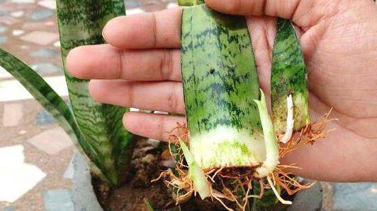 这3款家中常备药，过期了甭扔！简单处理就变成养花材料