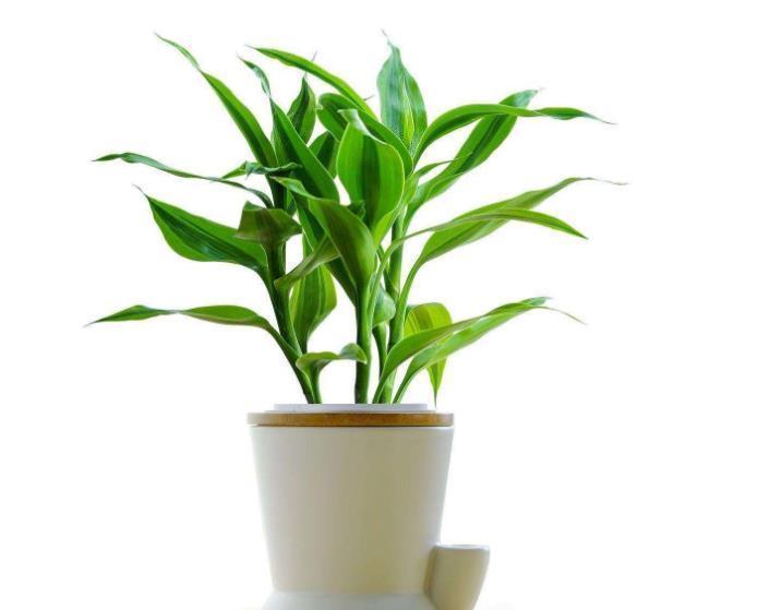 “懂花人”给客厅养四种花,美观大气,净化空气有“旺财”的寓意