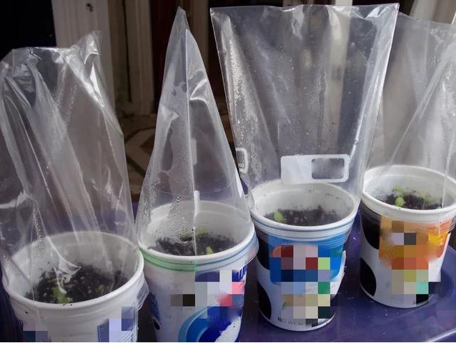 大爷养花有“大讲究”用塑料袋闷2天,啥问题都没有,养啥旺啥