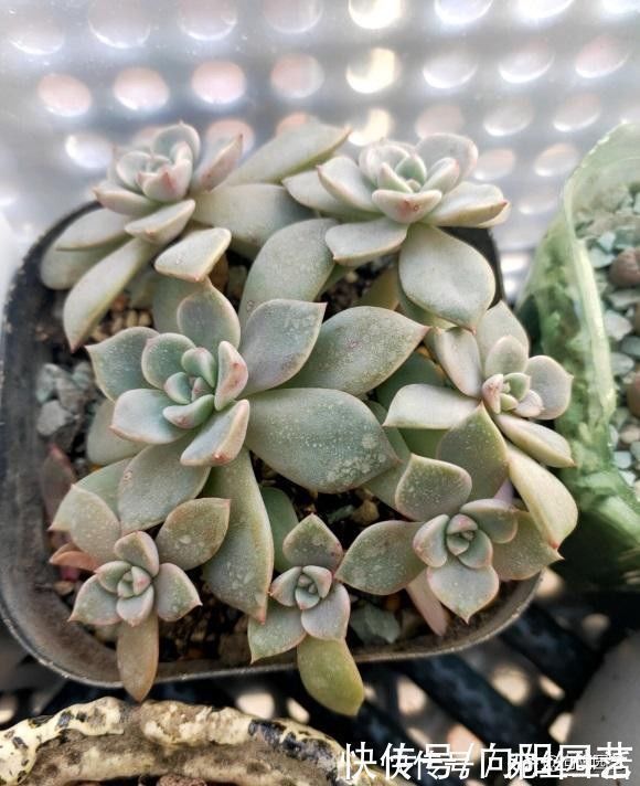 养多肉,用盆就讲究,还别不信,露养用大盆,室内养用小盆
