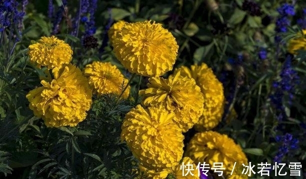 旧爱|未来1天,爱难自弃,旧爱回头,旧人回头,前途似锦