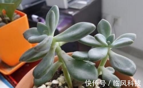 徒长|养多肉植物,做忌3点,难怪一养就徒长,现在改正还不晚