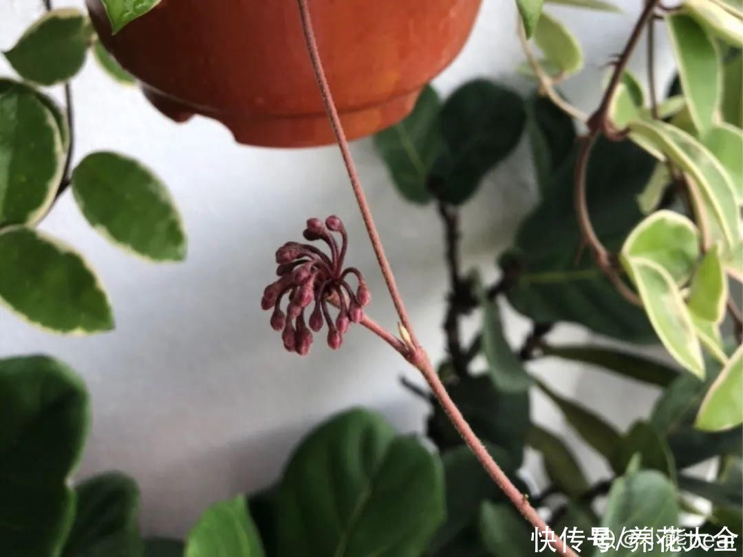 带花芽的枝条不能修剪，未来全是花苞，一剪就亏了