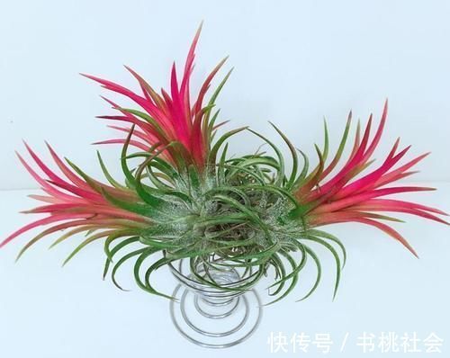 五种盆栽养在家里如景如画,比绿萝吊兰美多了,一派时尚景观