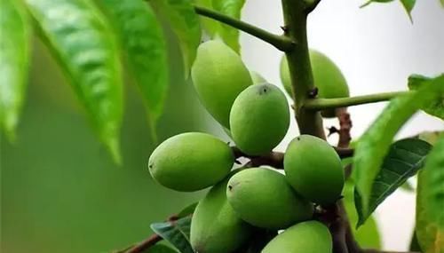 吸烟|肺部“清道夫”找到了!经常吃一点,润肺解毒,或能远离肺病