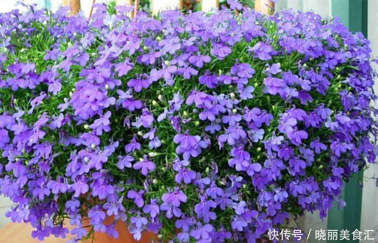 植株|4种花养了就爆盆,好养易活开花漂亮,越养越喜欢