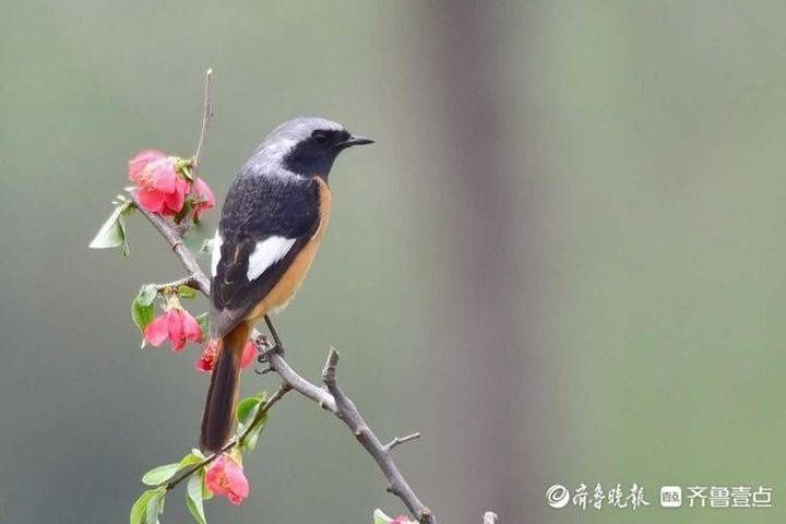 北红|灵秀又萌动！济南大明湖飞来北红尾鸲，枝头眺望好不惬意