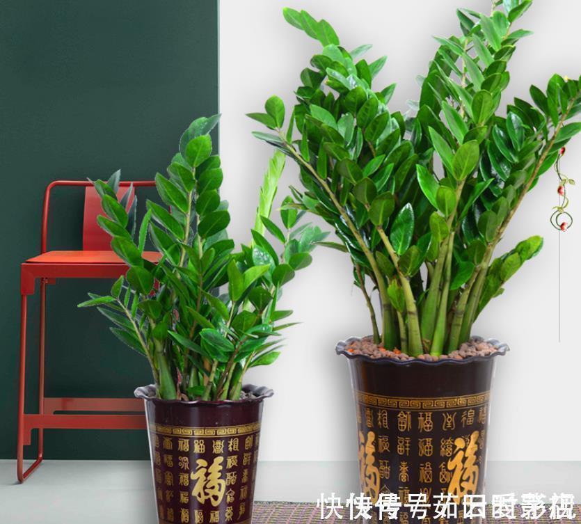 金钱树|三种花喜欢“暗环境”,别放在阳台养护,容易黄叶枯枝