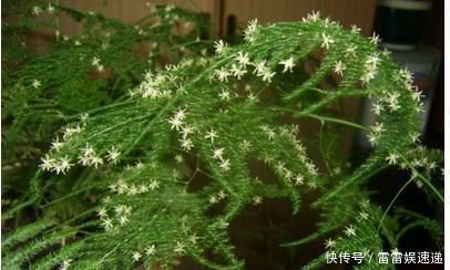 原来高手是这么养文竹的，难怪不见黄叶还开花，现在知道还不晚