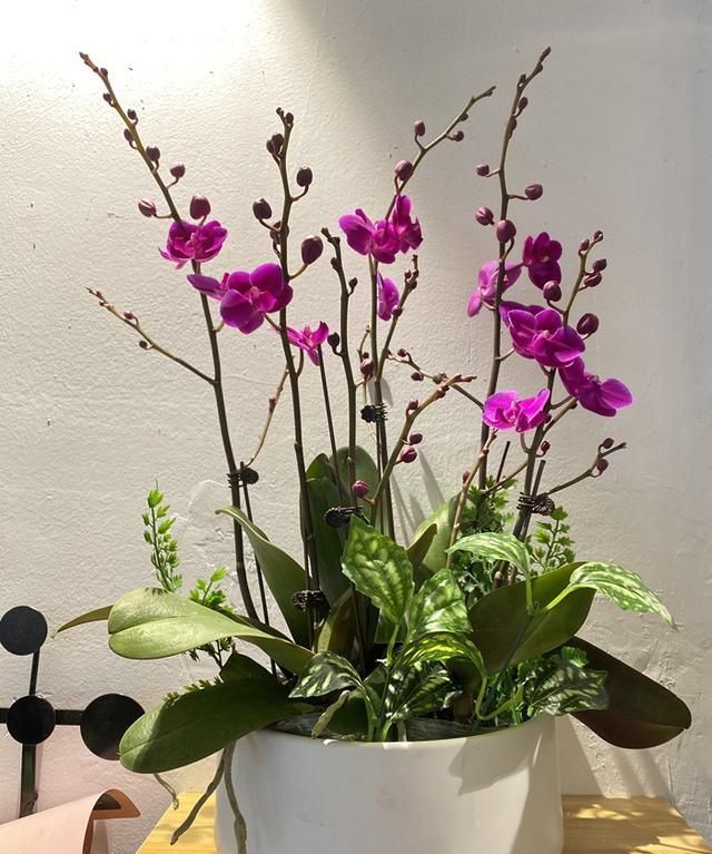 红花花|九月,养花就选这6种,开花美好养活!