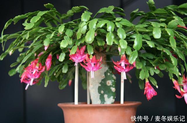 养花浇水顾及到这5个要素，就再也不担心植物缺水落叶掉花