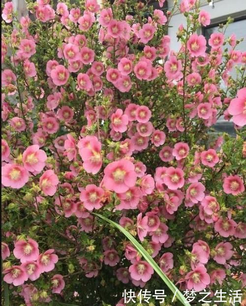 木槿|4款艳美的花卉，花大色艳花期长，好养易爆盆，惊艳如花球