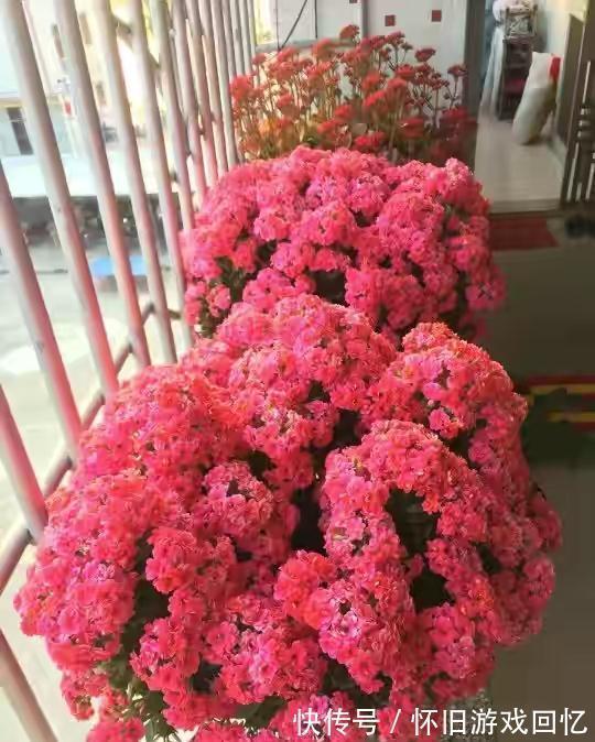 光照|长寿花打花苞了,注意4点,不消苞,不落蕾,花期长