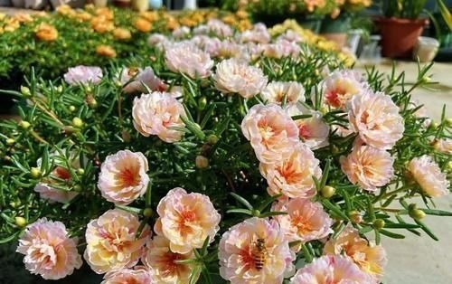 “最累”的8种花,花开连续几个月,一次开花几百朵!