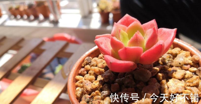 为什么建议大家居家盆栽蒂亚?全因这款多肉有3大亮点