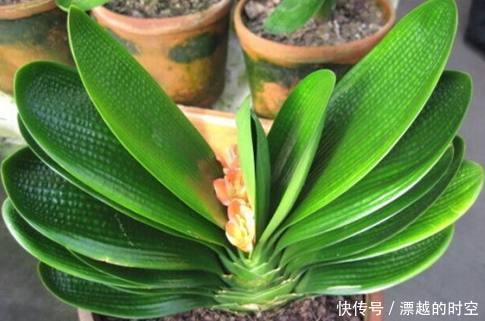 烂根|君子兰烂根了先别扔，老花友教你几招轻松救活，而且还能爆盆开花