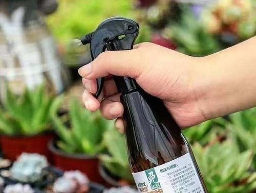 多肉生了蚧壳虫密密麻麻头皮疼,用这2个小方法,一次杀除干净