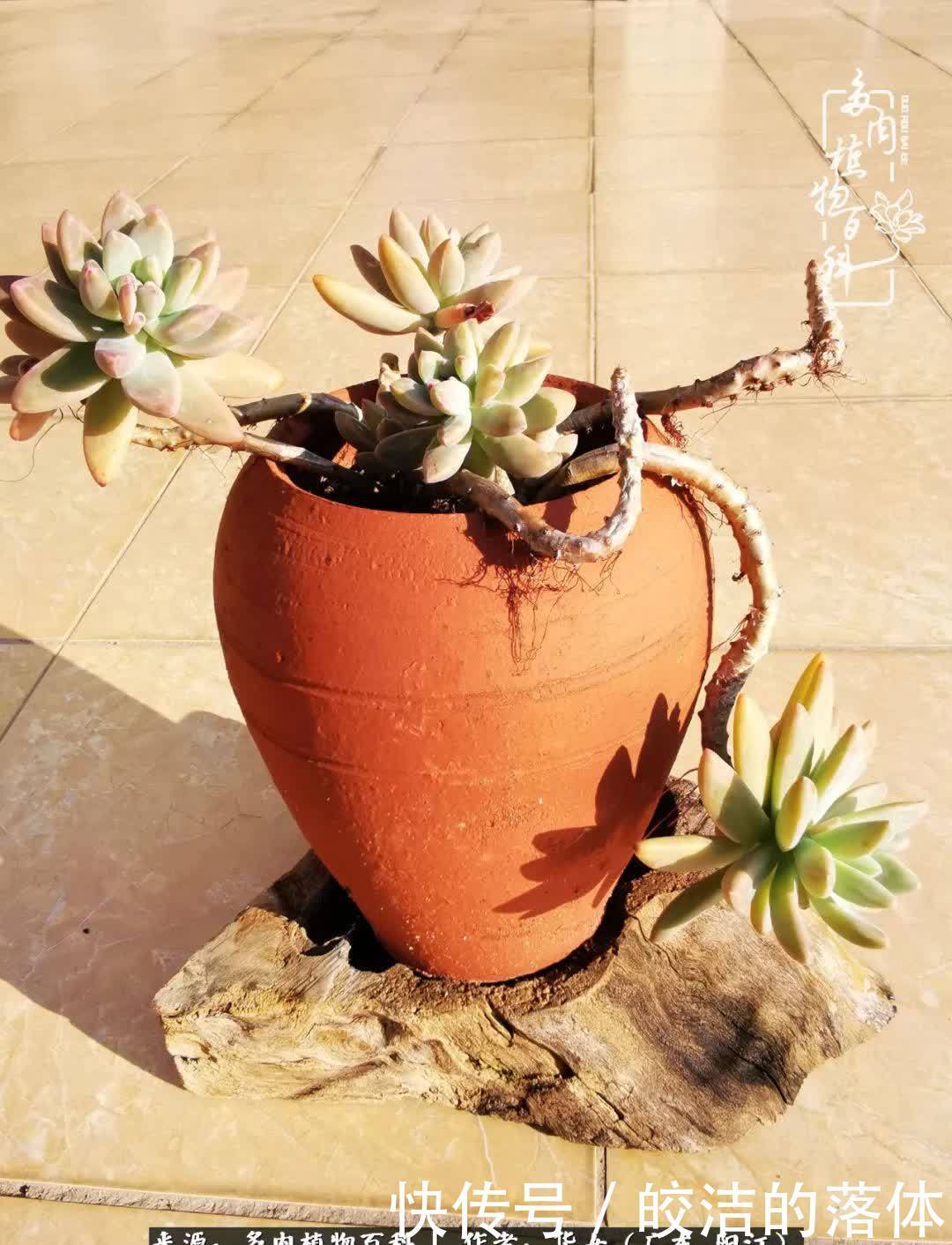 广东的冬天是多肉的春天,时间是最好的魔法师!