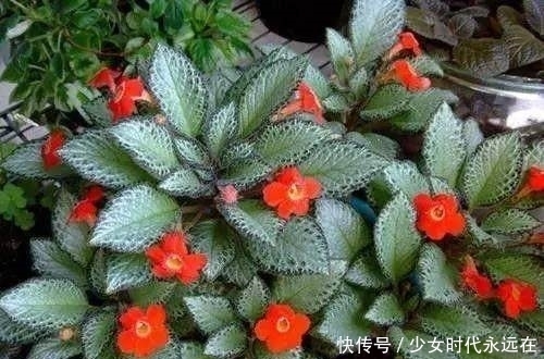 光线|家里光线不好就种这几种花，没有阳光也照样开花爆盆！