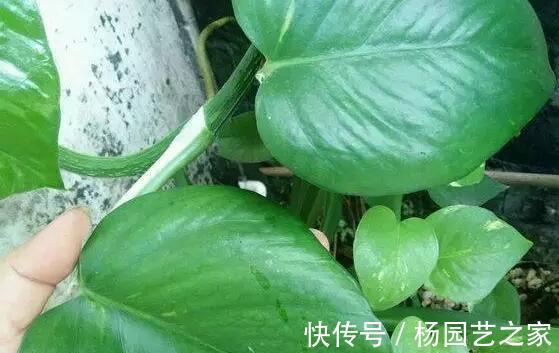 天花板|大叶绿萝应该怎么养，才能疯长到天花板，叶子比手掌还大