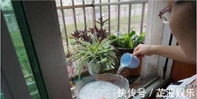 有机肥|花肥不用多,一种就足够,花不了几块钱,养啥花旺啥花