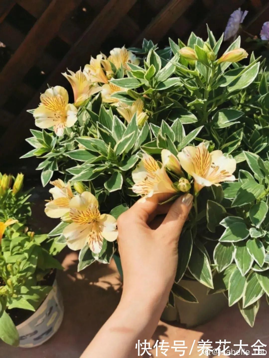 六出花|六出花耐旱好养，猛地一看像百合，花纹别致多彩