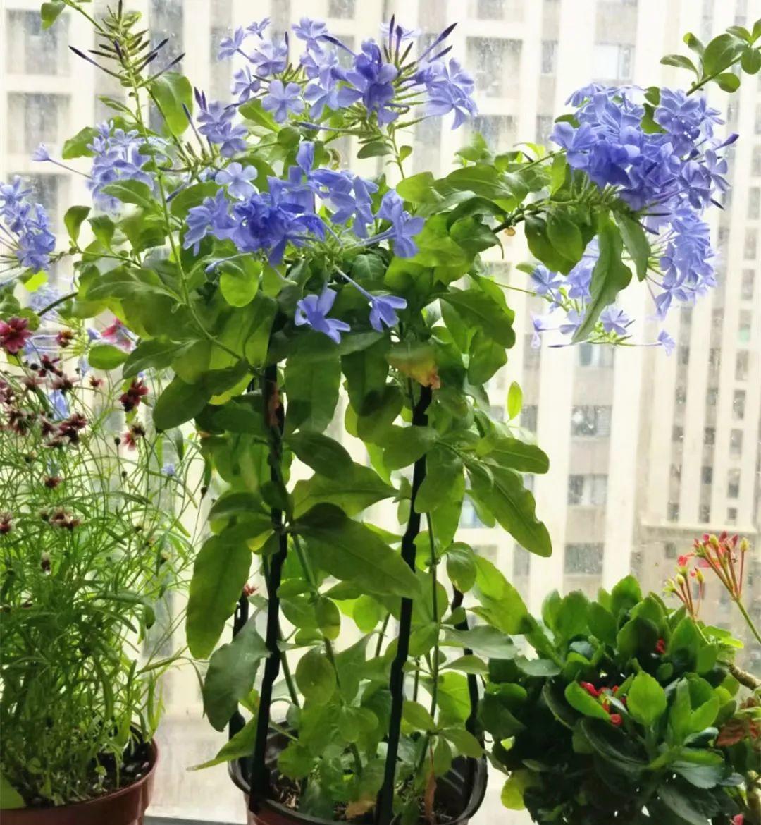 10种“养不死”的花，绿萝只能排最后一名，养死3种以上的举手