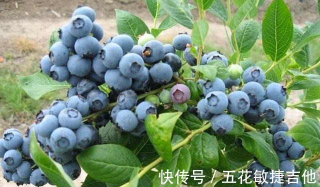 养1盆“耐寒”果树,枝头结满“蓝果子”,年年都能摘鲜甜水果!