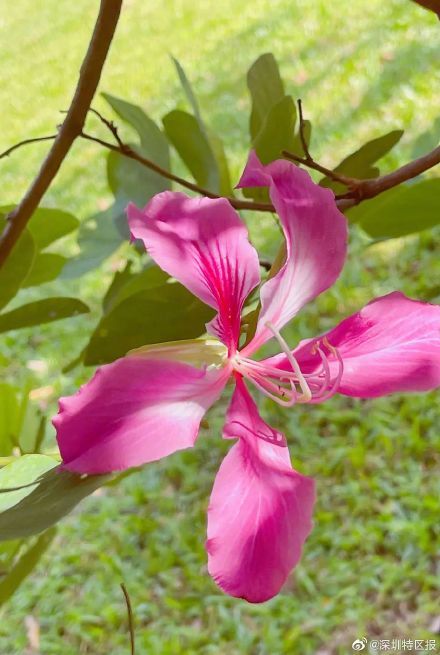 金英|深圳12月花历出炉