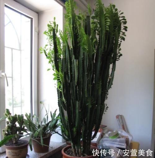 养龙骨花,掌握这几个技巧,植株长得又粗又高,极具观赏价值