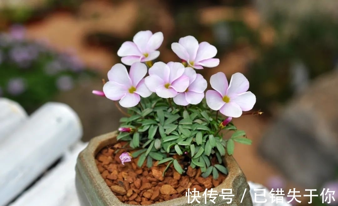 桃之辉|温度越低,颜色越深,可与桃花相较的光叶酢浆草你见过吗?