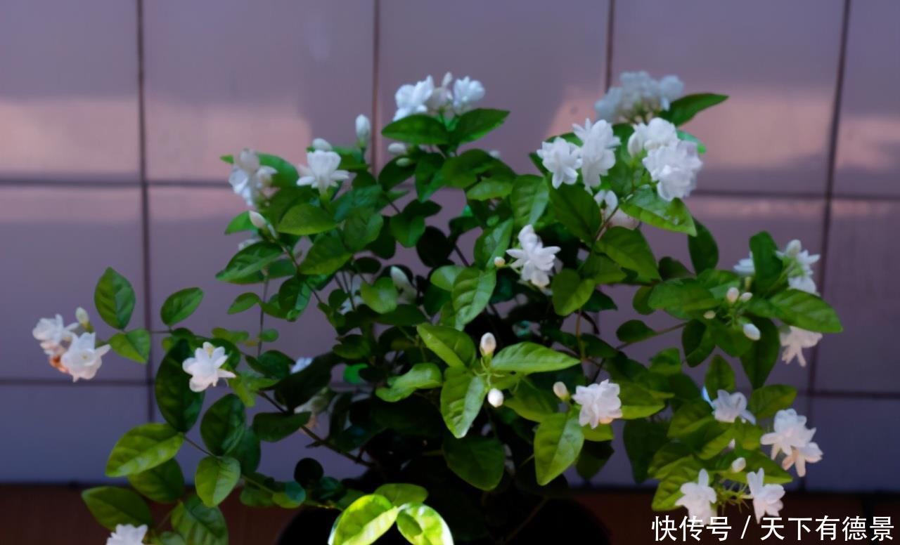 夏天|茉莉在夏天,预防3个错,黄叶不长个?浇点“铁水”就好了