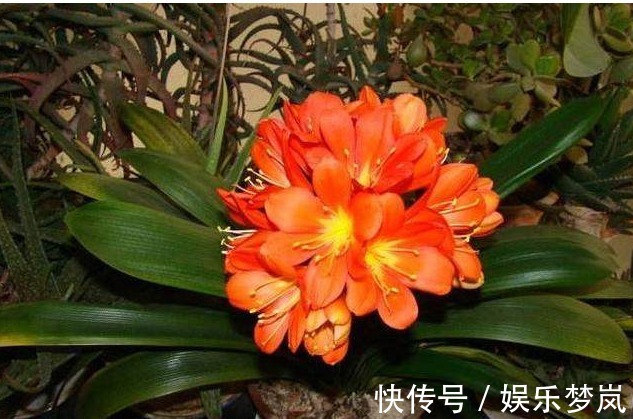 君子兰|花盆里埋3样东西,君子兰长不停,年年开花几十朵,猛爆盆!