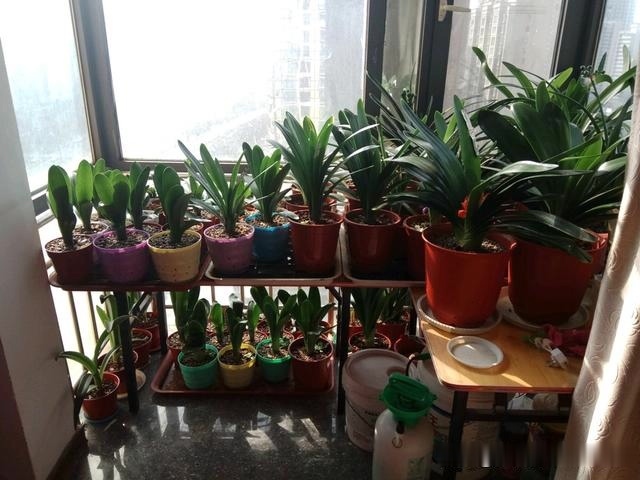 初秋给君子兰“换位置”,2种肥水轮着浇,君子兰叶片油亮爆花旺