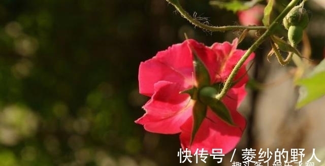 狮子座|9月份贵人环绕，好运加身，彩票中奖，事业节节高升的3大星座！