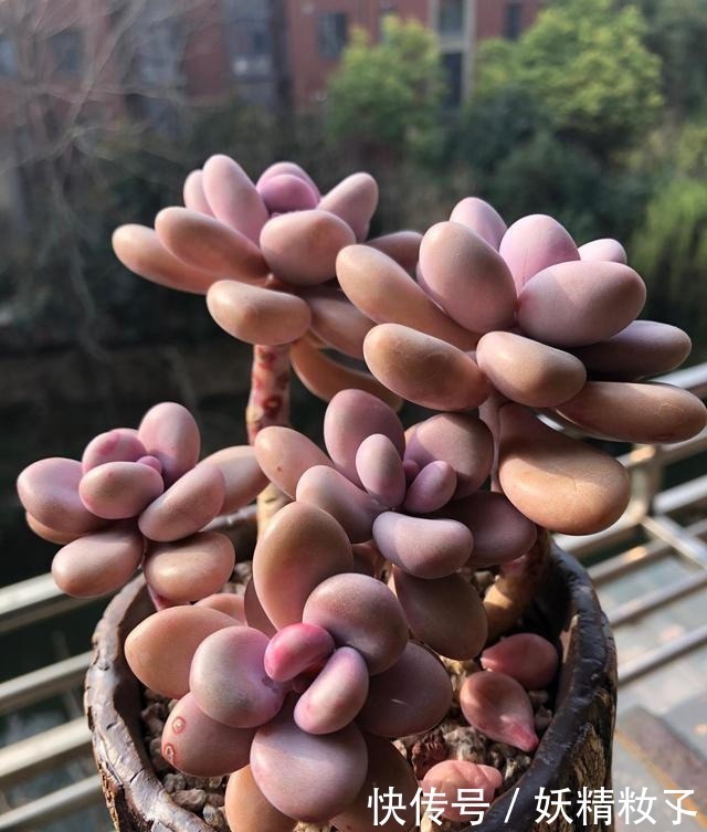 叶插|多肉不长怎么回事原来是“控水”不对，赶紧改正，半个月见效果