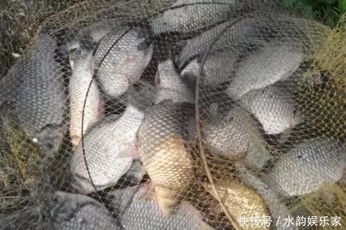 钓鱼比较费钱成本不足半瓶维它米,钓上来128斤鲫鱼